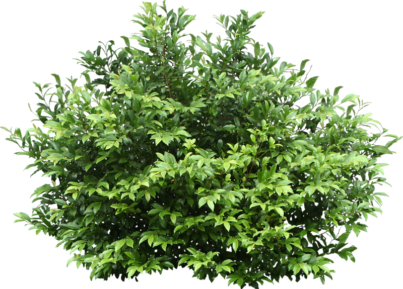 Дерен белый дерево