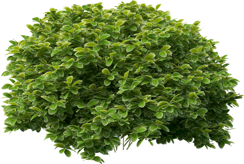 Bush Green растение