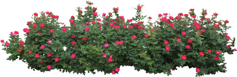 Роза морщинистая плетистая