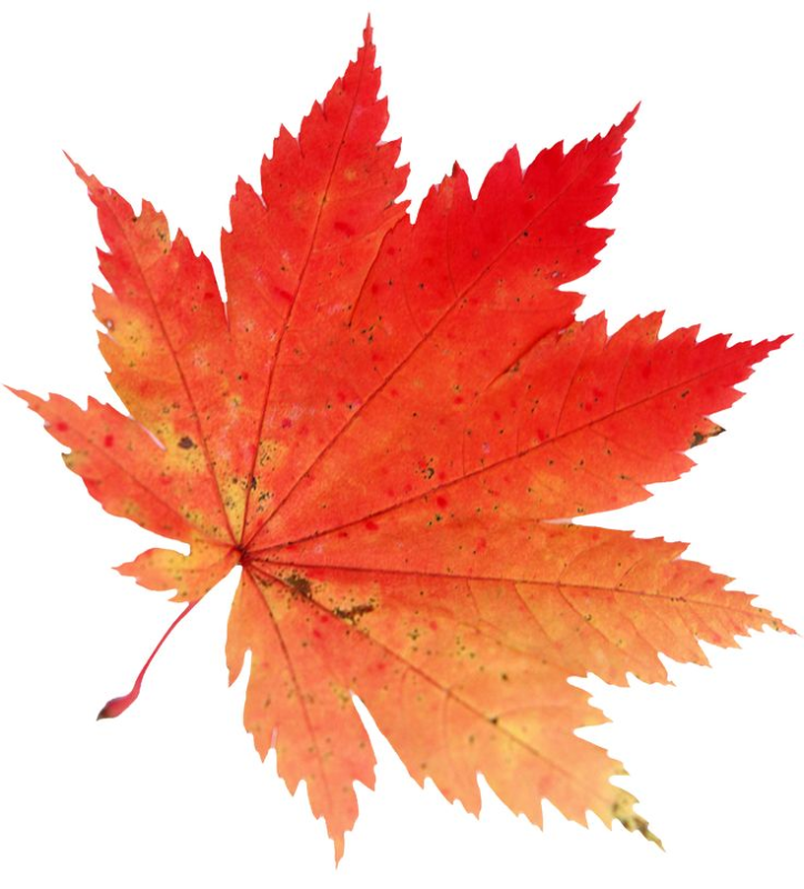 Осенний кленовый лист