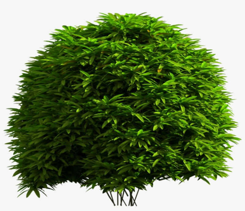 Зеленые кусты