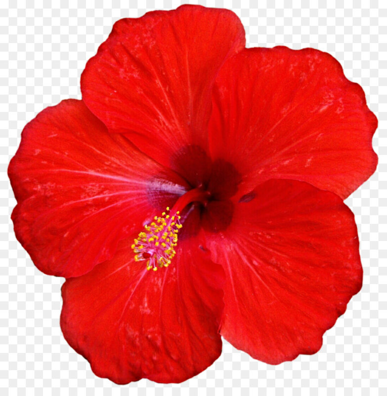 Гибискус суданская роза