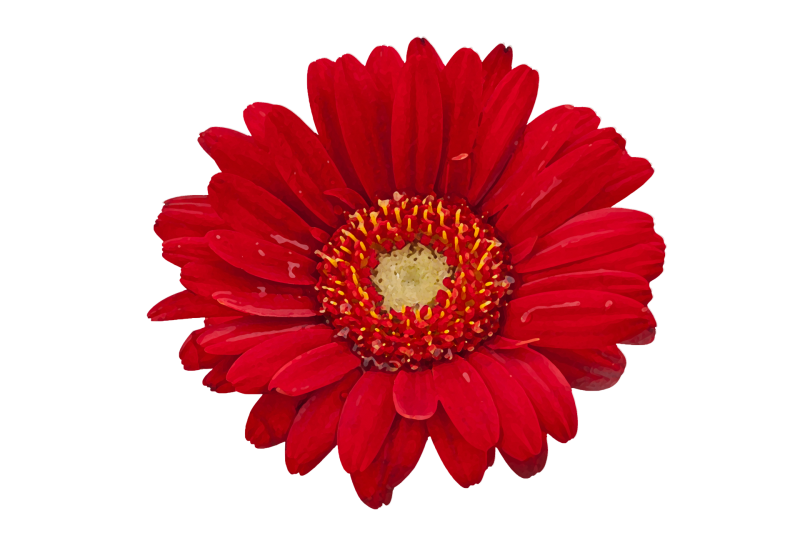 Гербера красная