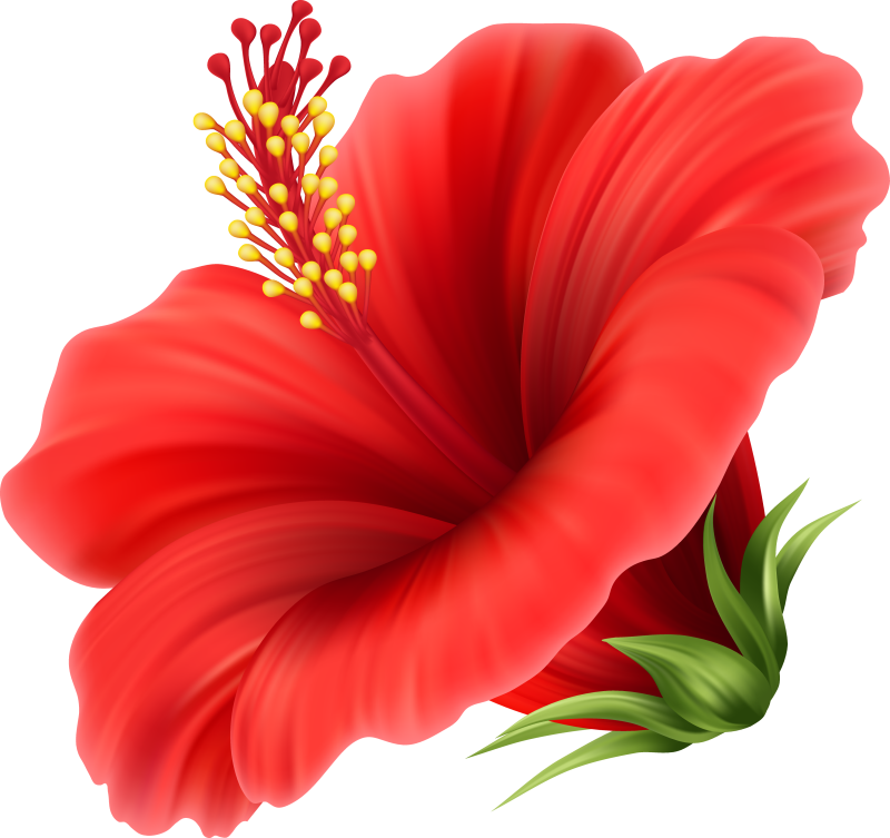 Аленький цветочек цветок