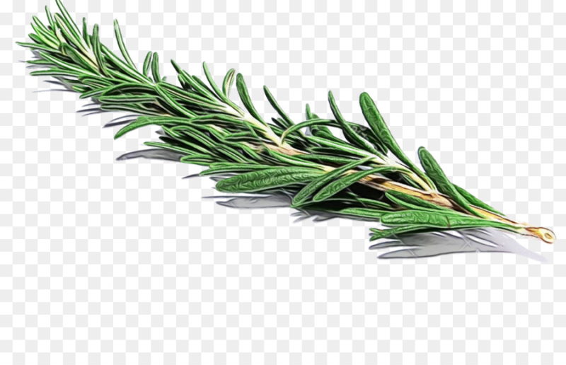 Листики розмарина