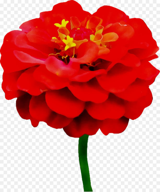 Циния красная