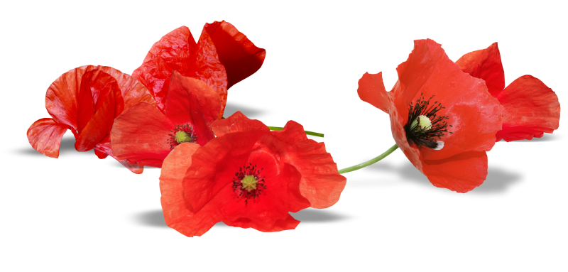 Цветы на белом фоне