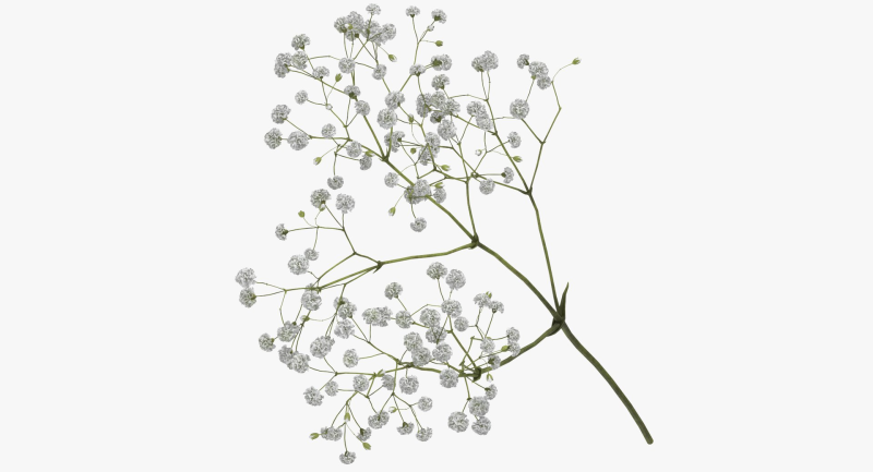 Гипсофила метельчатая белая