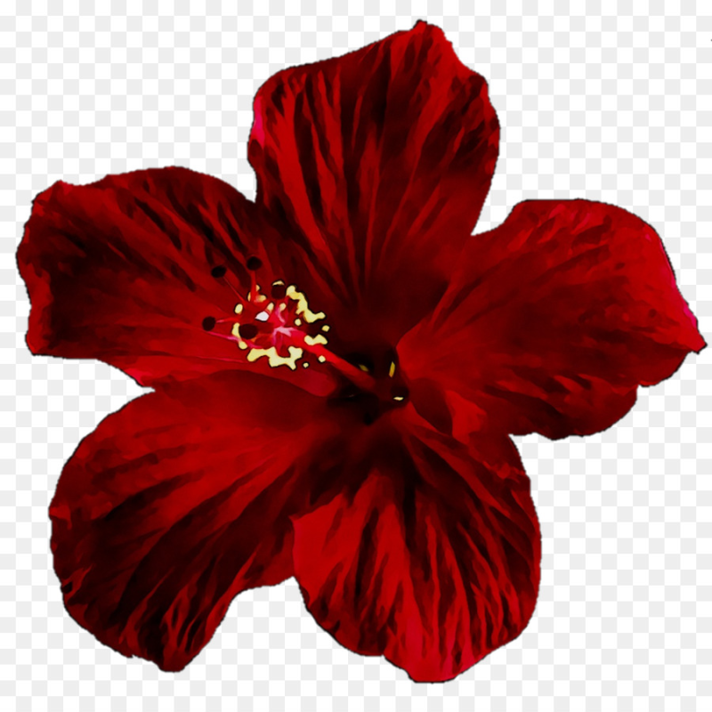 Гибискус суданская роза