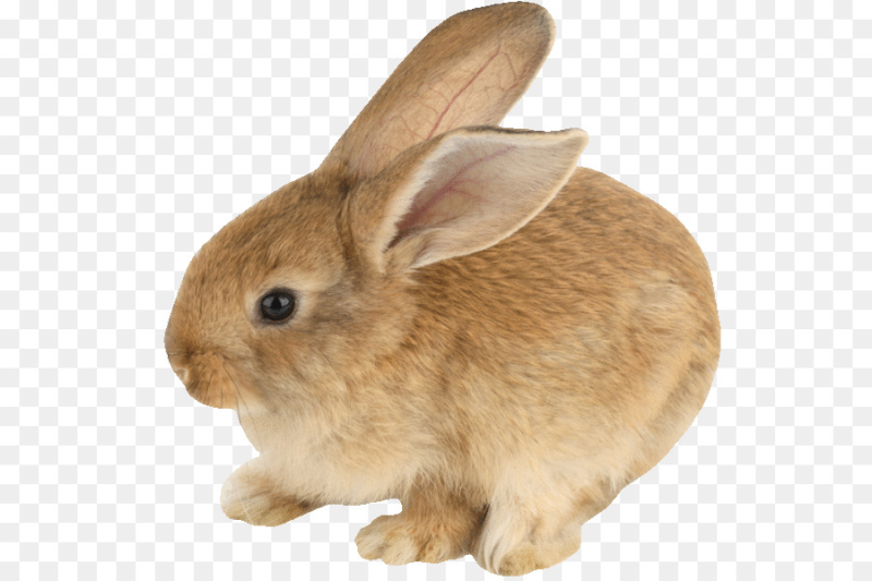 Rhjkbrbна прозрачном фоне