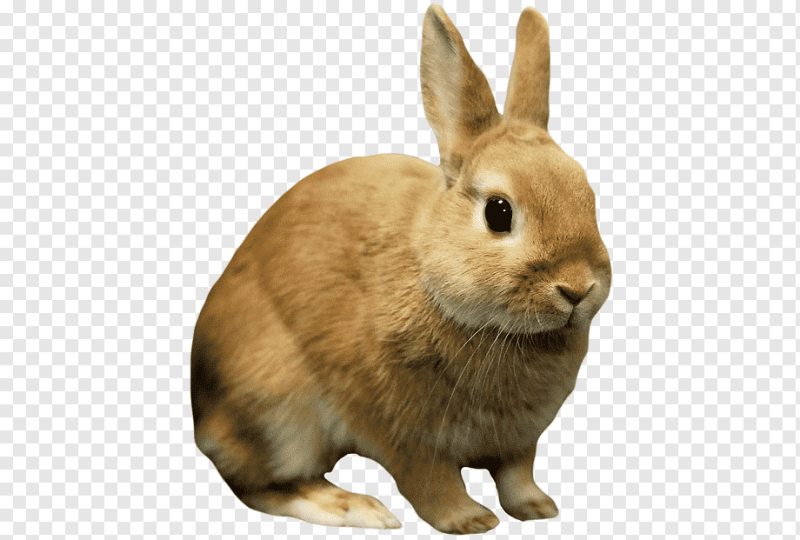 Кролик на прозрачном фоне