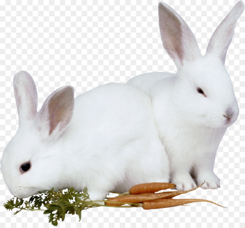 Кролик на прозрачном фоне