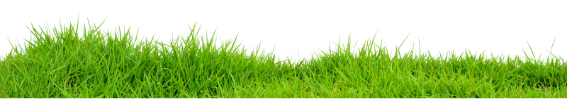 Травка на прозрачном фоне
