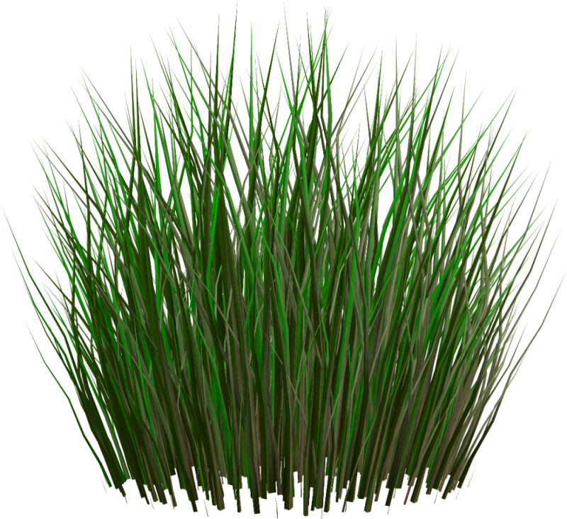 Pampas grass Clipart