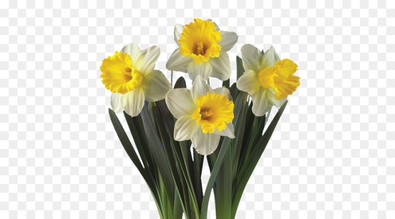 Нарцисс Аваланч