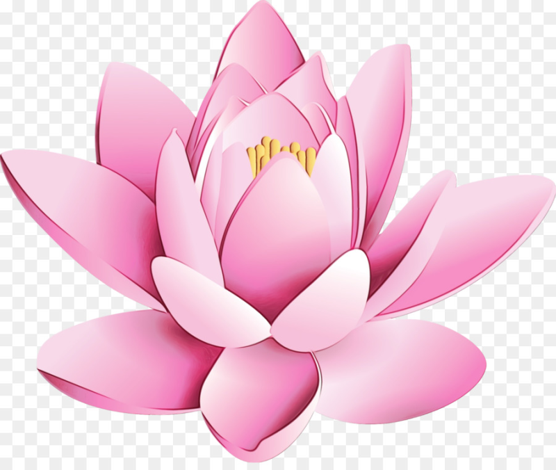 Лотос нелюмбо цветок