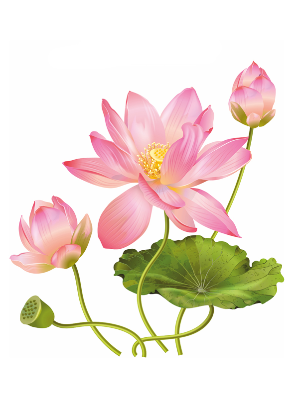 Цветы без фона