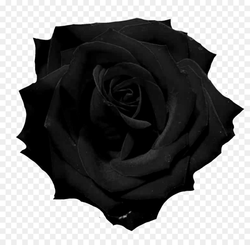 Белая роза на черном фоне