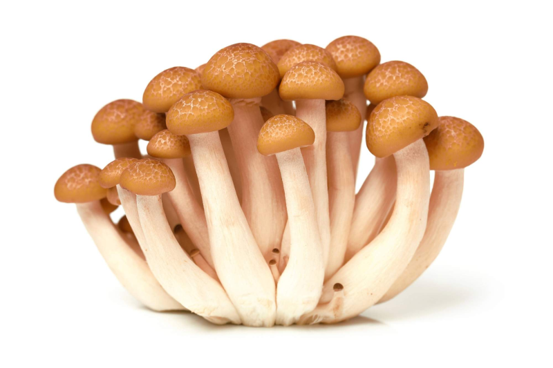 Опята намеко