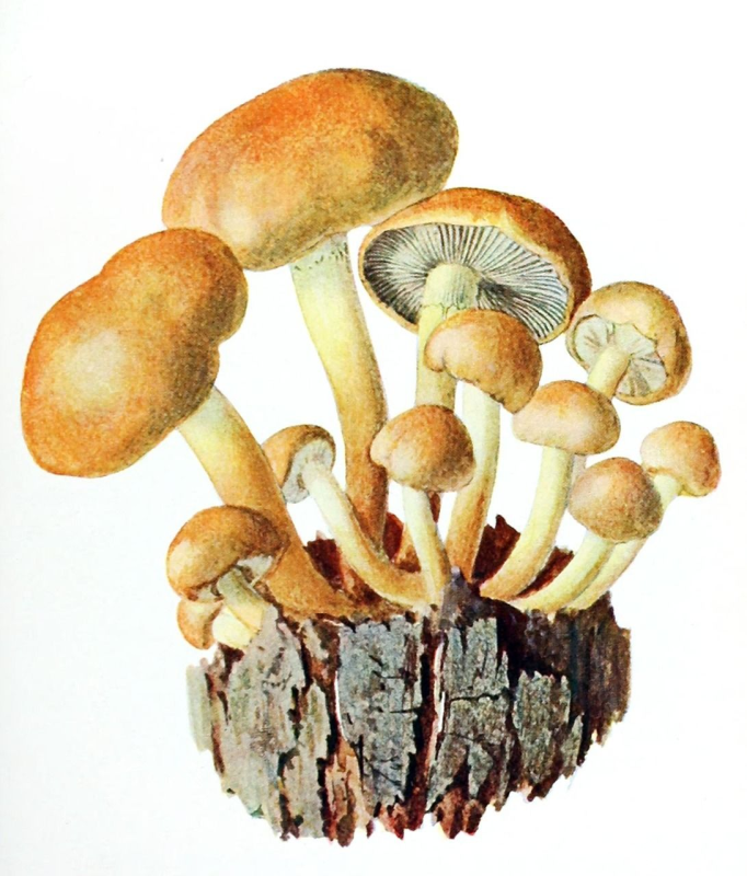 Ложный опенок контур