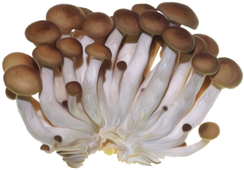 Грибы на прозрачном фоне