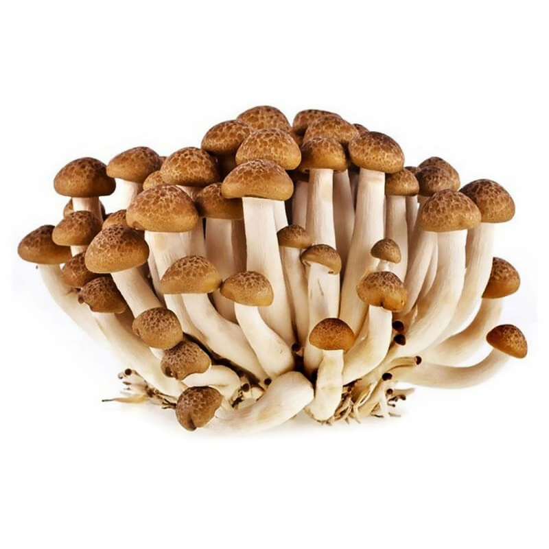 Опенок гриб на белом фоне для детей