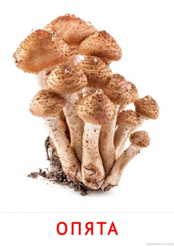 Карточки с грибами опёнок