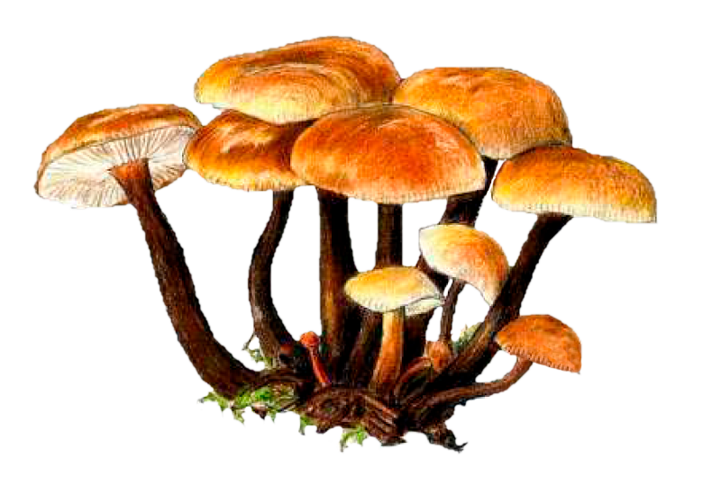 Ложные опята гриб рисунок