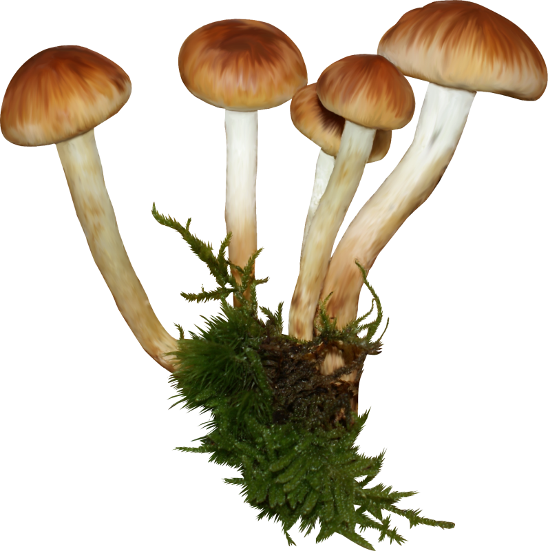 Опенок гриб на белом фоне для детей