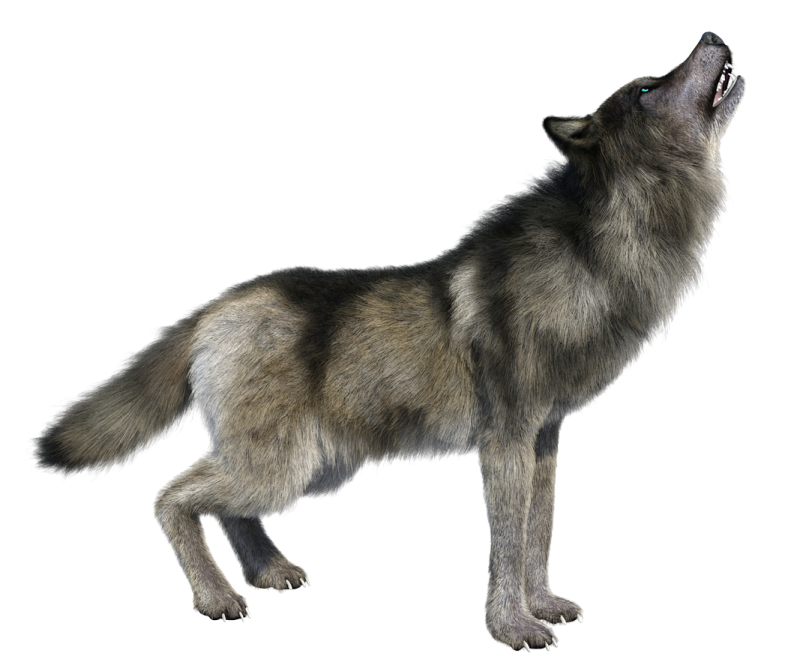 Волк воет на белом фоне