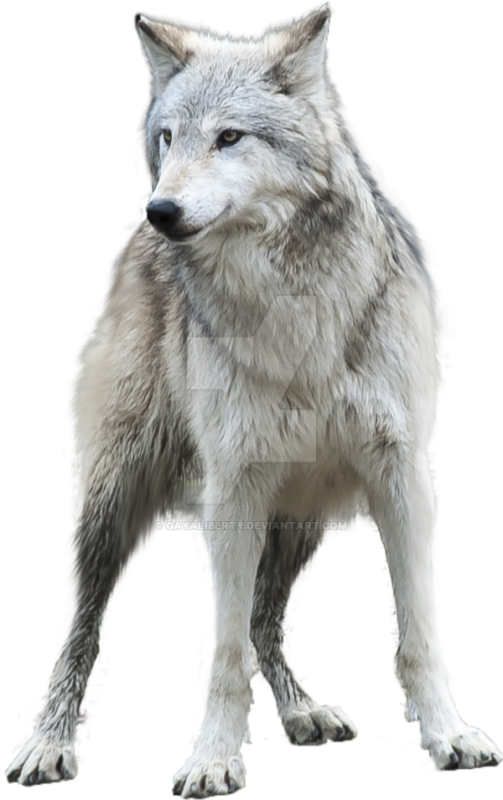 Вопки на прозрачном фоне