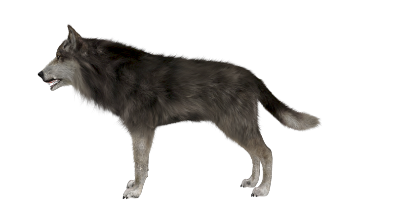 Серый волк на белом фоне