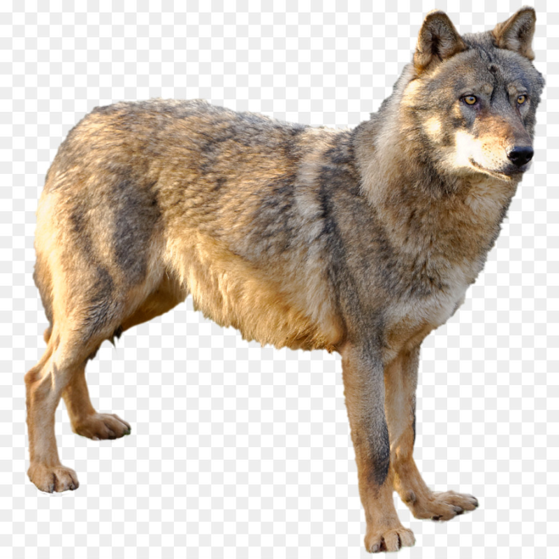 Волк на прозрачном фоне