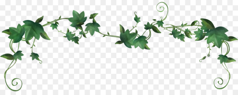 Плющ Вьюнок