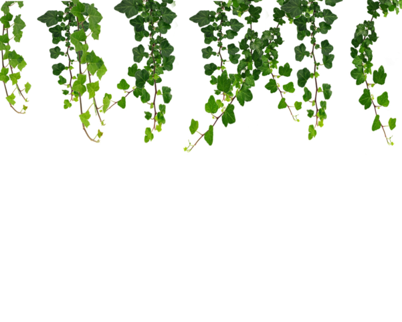 Плющ зеленый Хедера
