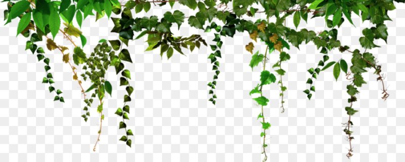 Березка декоративная Вьюн