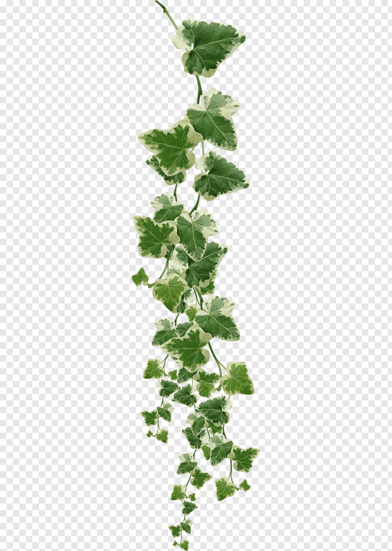 Плющ зеленый Хедера