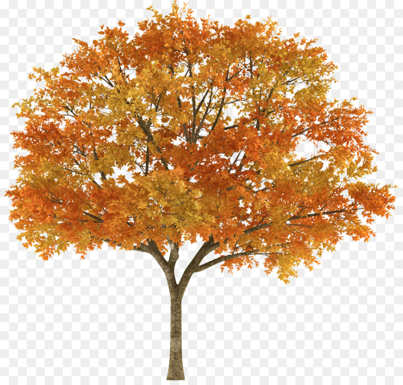 Осеннее дерево на прозрачном фоне