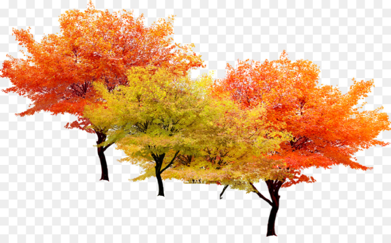 Осень на белом фоне