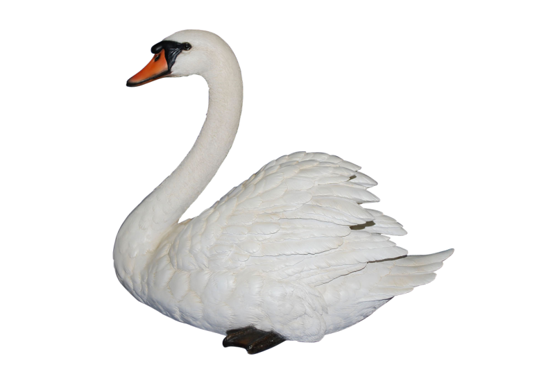 Лебедь на прозрачном фоне
