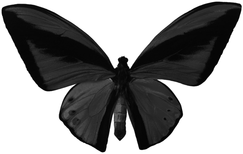 Темная бабочка