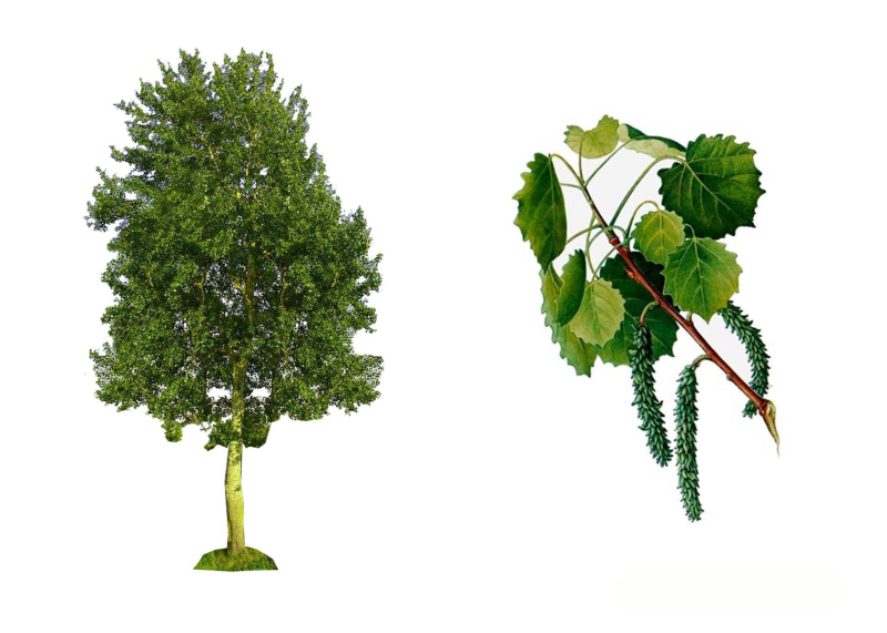 Тополь и липа