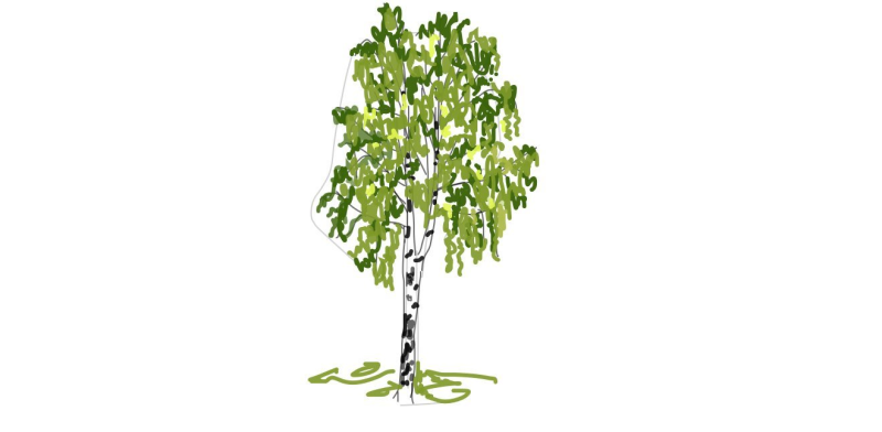 Береза для детей