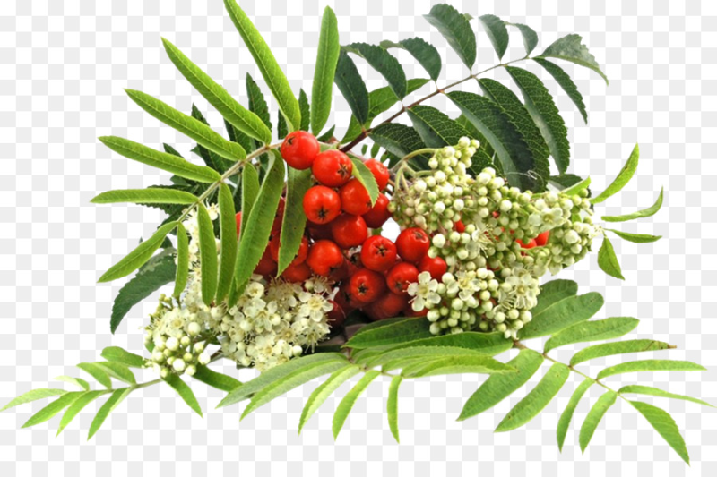 Рябинка на прозрачном фоне