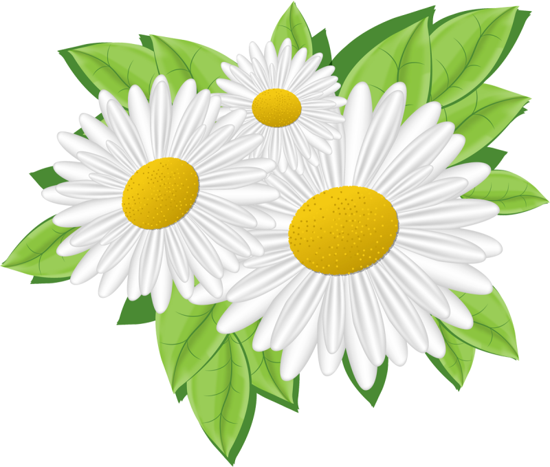 Ромашка клипарт на прозрачном фоне