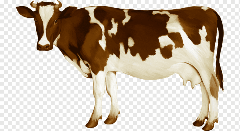 Теленок на белом фоне