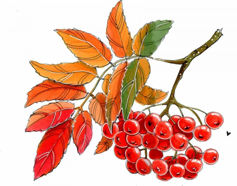 Ветка рябины рисунок