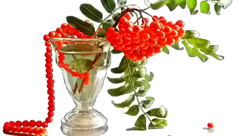 Ветка рябины на прозрачном фоне