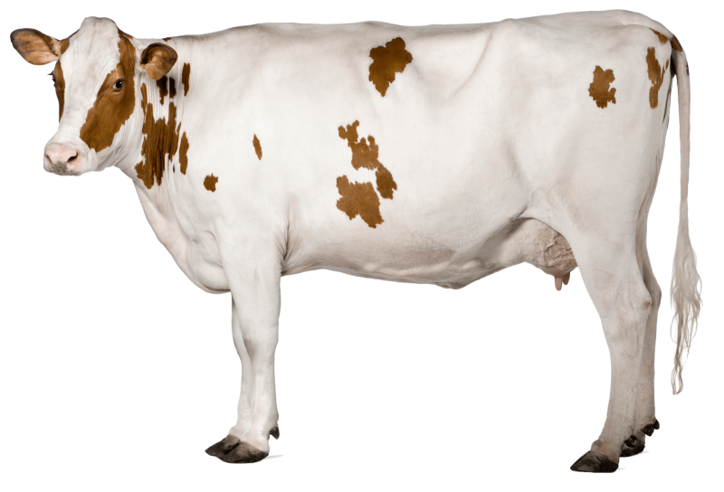 Корова без фона