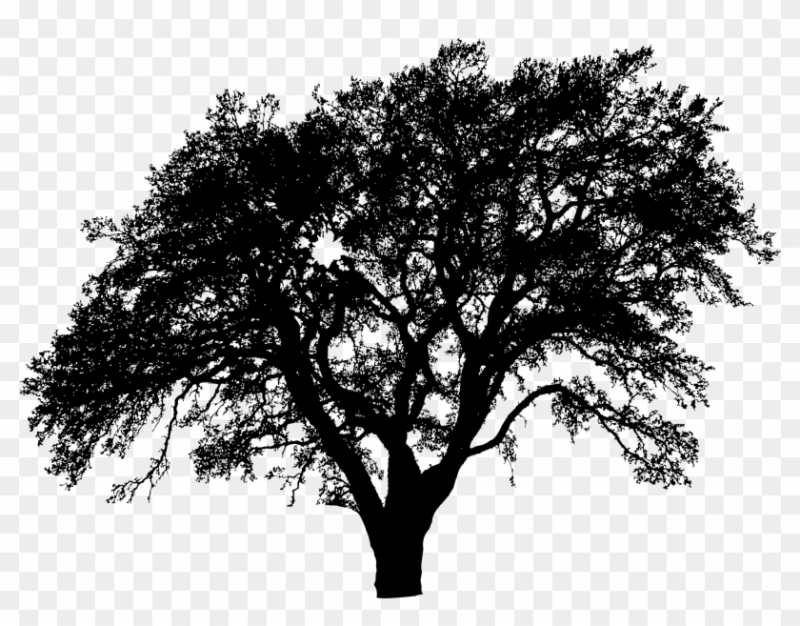 Силуэт дерева